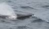US Delays Rule on Gulf of Mexico Whale Protection