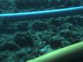 LR: Subsea Pipeline Design Cho