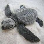 US Exempts Gulf of Mexico Drillers from Endangered Species Rules