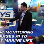 RTsys Acoustic Monitoring Leverages AI to Protect Marine Life