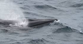Credit: NOAA Fisheries/Errol Ronje (Permit #14450)