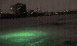 Enigma #303093 - 2023 Jun 11 • Fort Lauderdale, Florida. © Engima