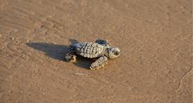 © Rolf Nussbaumer/Danita Delimont / Adobe Stock