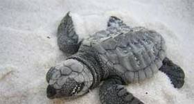 Source: Center for Biological Diversity