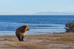 Trump Administration rule weakens protections of threatened species