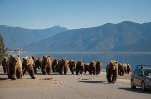 In record numbers, hungry bears invade US West homes and shops