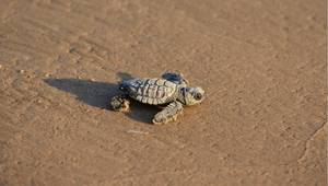 © Rolf Nussbaumer/Danita Delimont / Adobe Stock