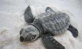 Source: Center for Biological Diversity