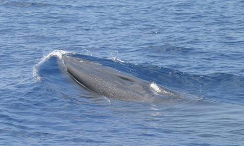 Endangered Gulf of Mexico Whale Threatened by Oil and Gas Vessel Strikes