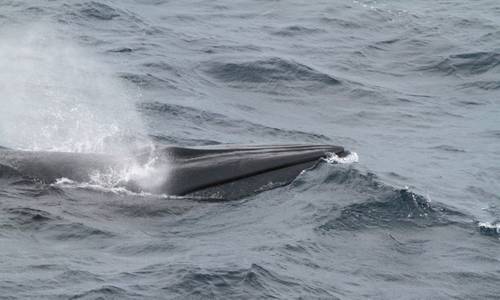 US Delays Rule on Gulf of Mexico Whale Protection
