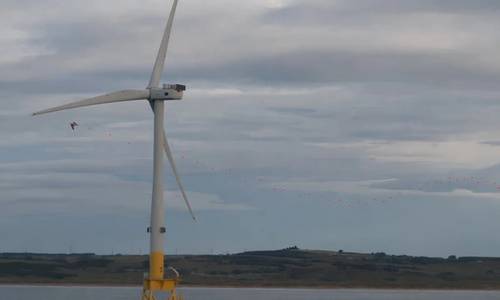 Study Finds Seabirds Avoid Turbines at Aberdeen Offshore Wind Farm