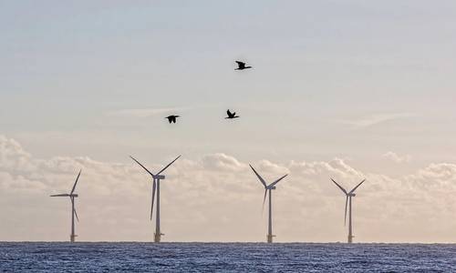 Audubon Report Outlines Steps for Finding Offshore Wind and Birds Balance in US