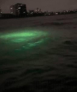 2025: Fascinated with Subsea Discovery