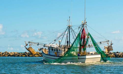 BOEM Finalizes Offshore Wind Fisheries Mitigation Guidance