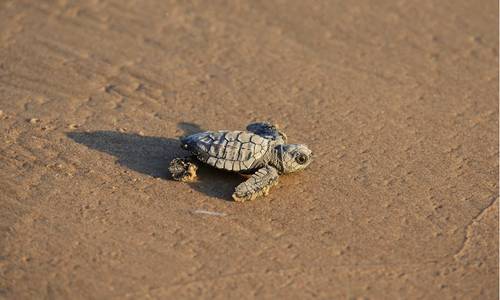 US Panel Could Scrap Endangered Species Protections for Gulf of Mexico