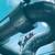Worley to Support Inpex Operat