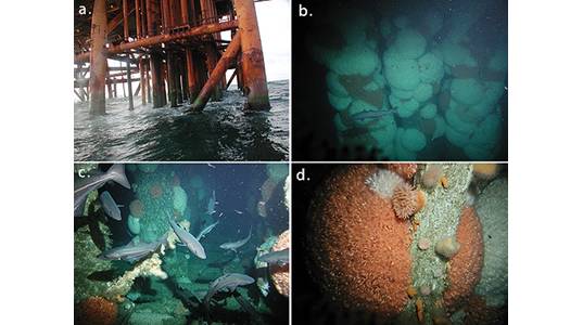 Figure 1: The cold-water coral Lophelia pertusa can rapidly colonize anthropogenic substrates such as North Sea oil platforms. (a) The steel structure of the Heather platform¬¬ at sea level. (b) Dense coral cover on the platform’s legs. (c) Coral colonies growing just above the large drill cuttings pile accumulated below the platform. (d) View of coral colonies showing closely-packed polyps. Photographs courtesy of Lundin Britain Ltd. Figure reproduced from Roberts JM, Wheeler AJ, Freiwald A, Ca