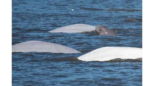 A Cook Inlet beluga calf swims with three larger beluga whales. (Paul Wade / NOAA Alaska Fisheries Science Center)