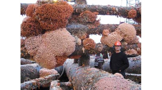 Marine growth on the North West Hutton structure, shown once it had been removed and landed onshore for recycling and disposal. Image from Joe Ferris. 