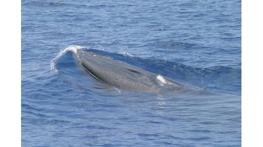 Source: NOAA Fisheries