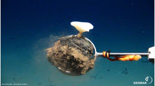 Deep sea sponges and other creatures live on and among valuable manganese nodules like this one that could be mined from the seafloor. ROV KIEL 6000/GEOMAR