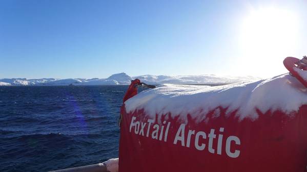 Arctic FoxTail (Photo: H. Henriksen)