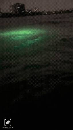 Enigma #303093 - 2023 Jun 11 • Fort Lauderdale, Florida. © Engima