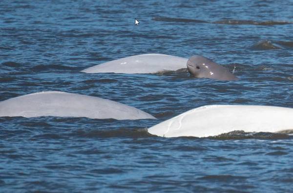 A Cook Inlet beluga calf swims with three larger beluga whales. (Paul Wade / NOAA Alaska Fisheries Science Center)