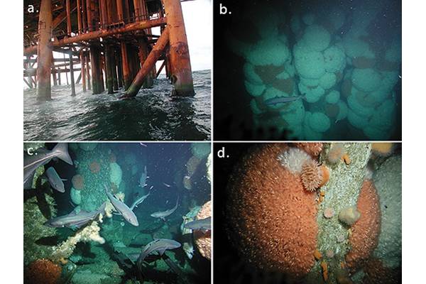 Figure 1: The cold-water coral Lophelia pertusa can rapidly colonize anthropogenic substrates such as North Sea oil platforms. (a) The steel structure of the Heather platform¬¬ at sea level. (b) Dense coral cover on the platform’s legs. (c) Coral colonies growing just above the large drill cuttings pile accumulated below the platform. (d) View of coral colonies showing closely-packed polyps. Photographs courtesy of Lundin Britain Ltd. Figure reproduced from Roberts JM, Wheeler AJ, Freiwald A, Ca