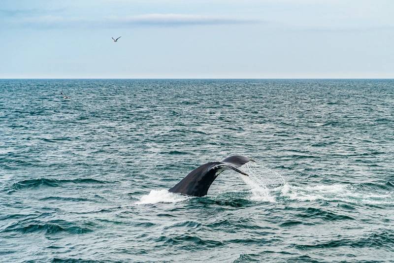 Alliance Says No Link Between Offshore Wind Surveys and Mammal Deaths