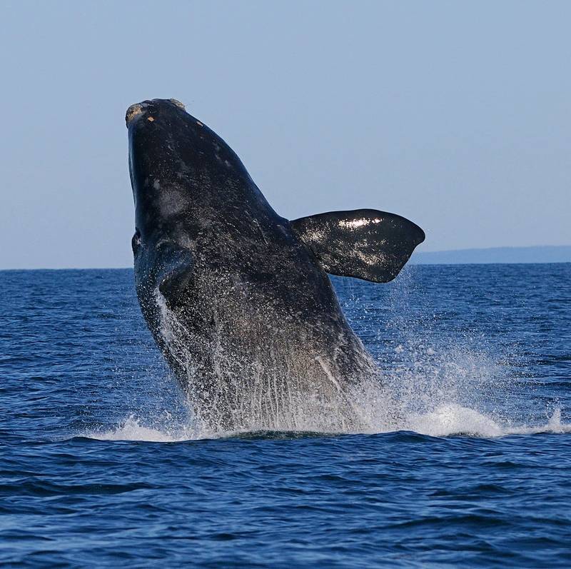 BOEM and NOAA Release North Atlantic Right Whale and Offshore Wind Strategy