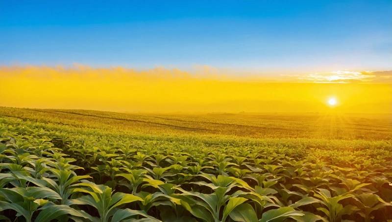 SAP is seeing a growing demand for sustainability software in spite of U.S. climate disengagement