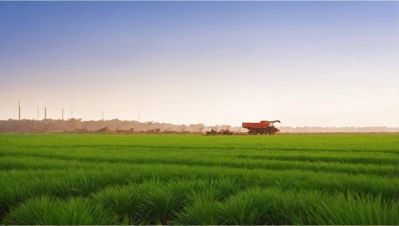 Palm oil prices rise on the back of strong Chicago soyoil and low production