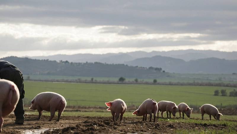 Raising a stink - Spaniards sue the state for pig farm pollution