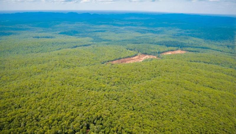 EU simplifies reporting requirements for deforestation laws by companies