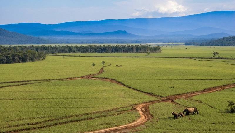 EU will delay the anti-deforestation legislation by another year, says commissioner