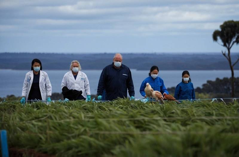 Australia intensifies bird flu testing after second state reports case