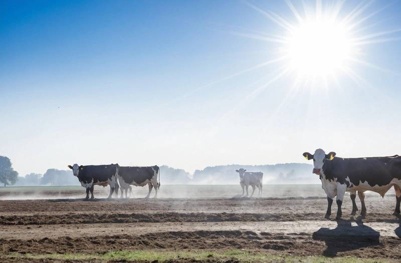 Concerns about milk and meat production grow as Belgium bakes under the sun