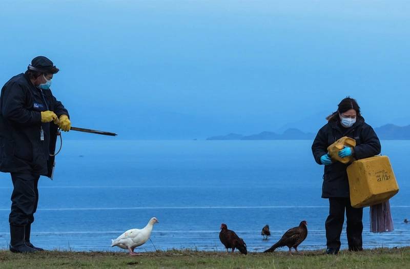 New Zealand starts vaccination against endangered species after detecting first H5N1 bird influenza case