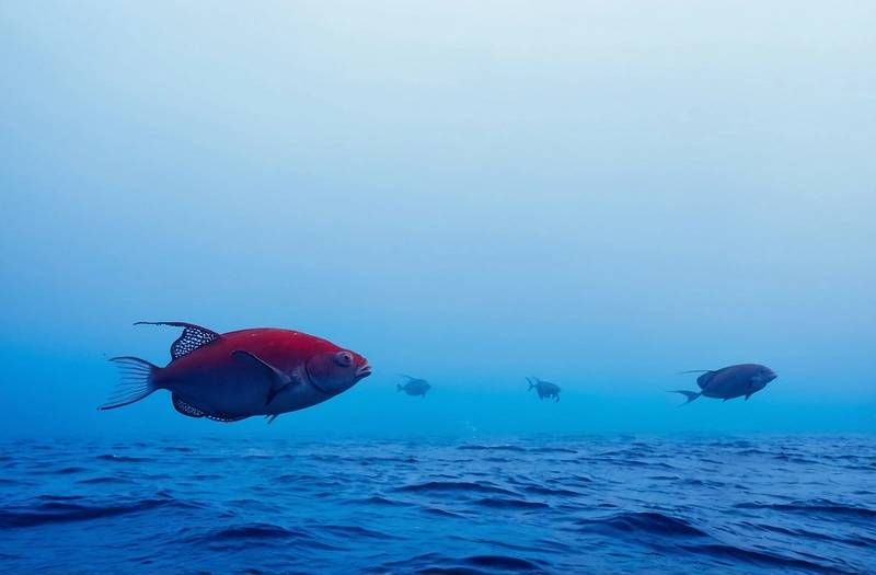 The Red List reveals that deep-sea mining threatens the molluscs which hold promise for science.