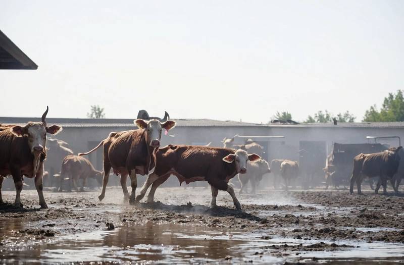 Austrians rush to slaughterhouse as hot weather in Europe stunts Austrian crops