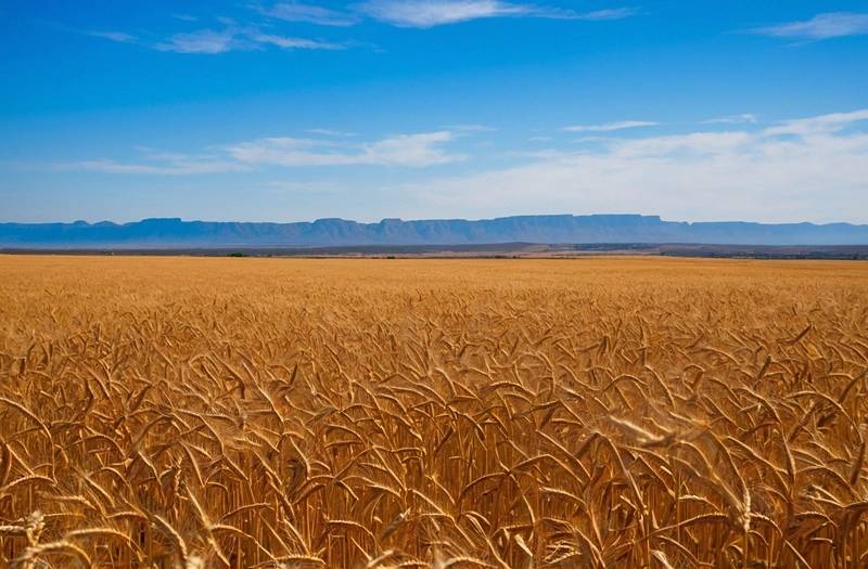South Africa's wheat crop is threatened by lack of rain