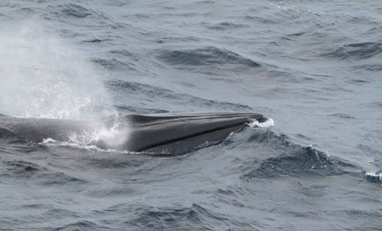 US Delays Rule on Gulf of Mexico Whale Protection