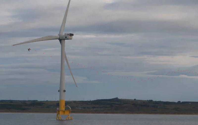 Study Finds Seabirds Avoid Turbines at Aberdeen Offshore Wind Farm