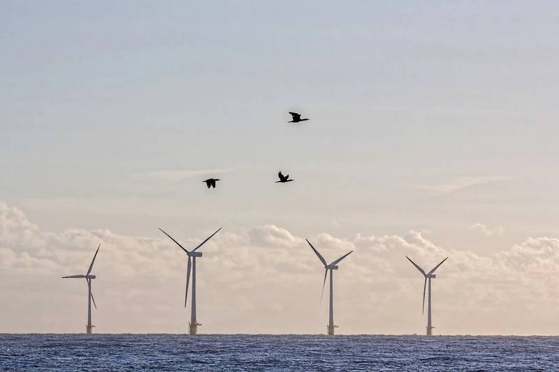 Audubon Report Outlines Steps for Finding Offshore Wind and Birds Balance in US