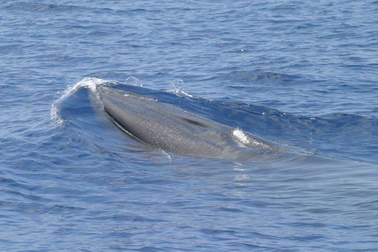 Endangered Gulf of Mexico Whale Threatened by Oil and Gas Vessel Strikes